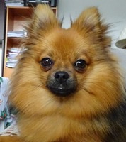 Sweety Sweety
